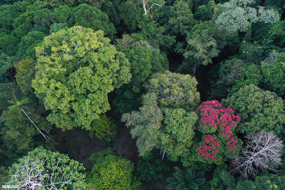 Amazon Rainforest Breathes In More Than It Breathes Out Live Science