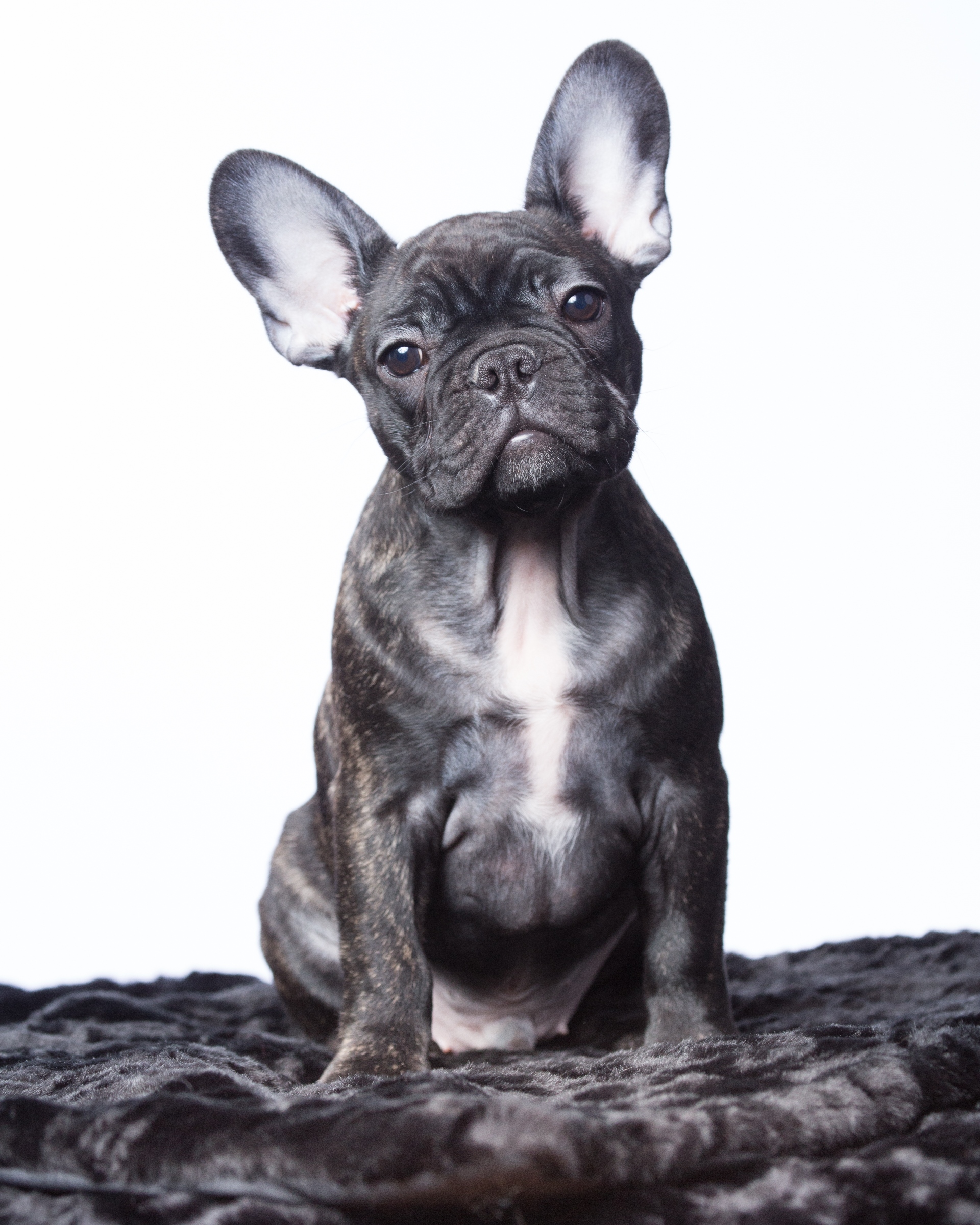 Monimo Luxury Pet Blanket
