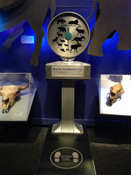 The Ice Ages Gallery: How Do You Measure Up?