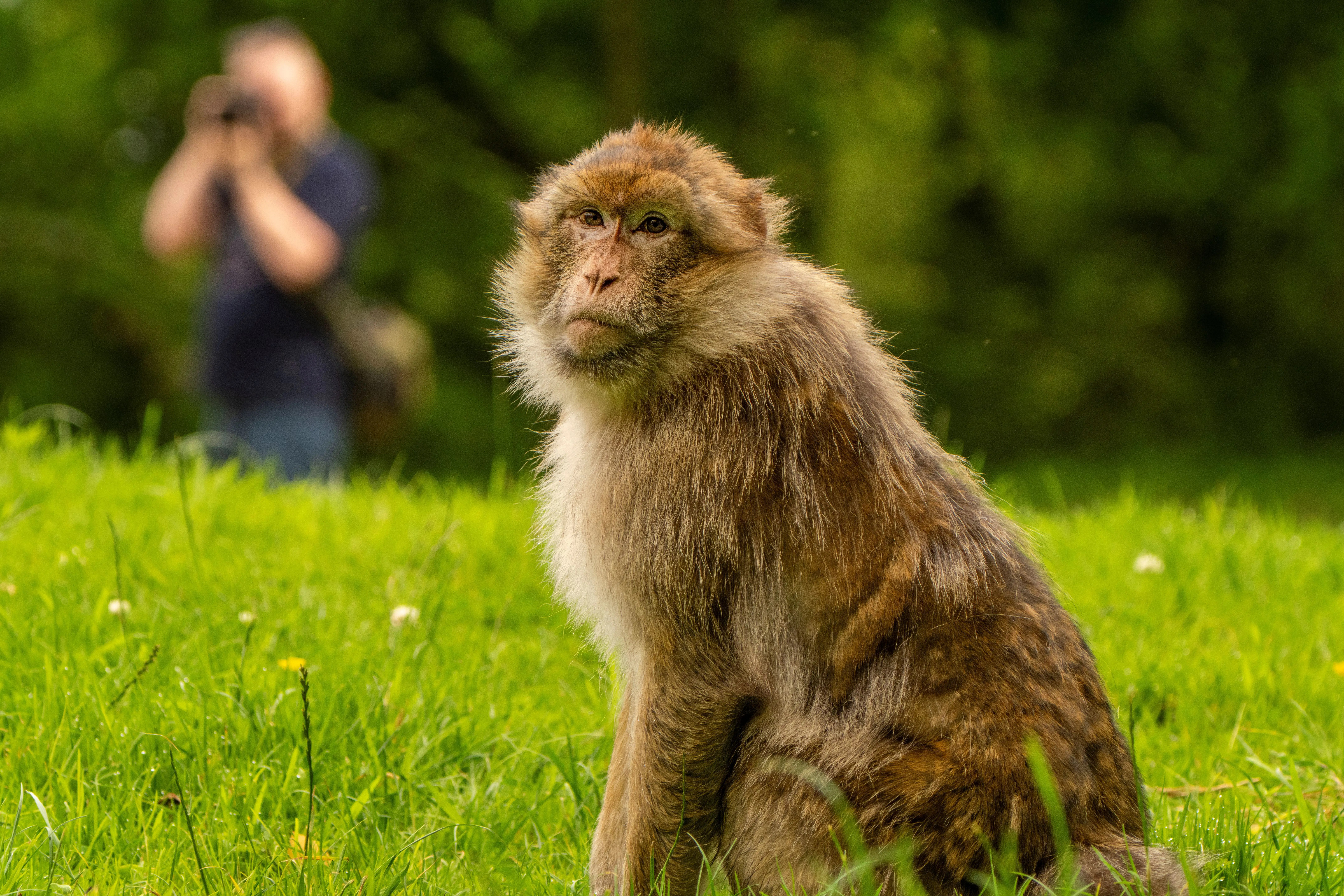 Monkey Forest App - Full HD Dark Backgrounds for Desktop
