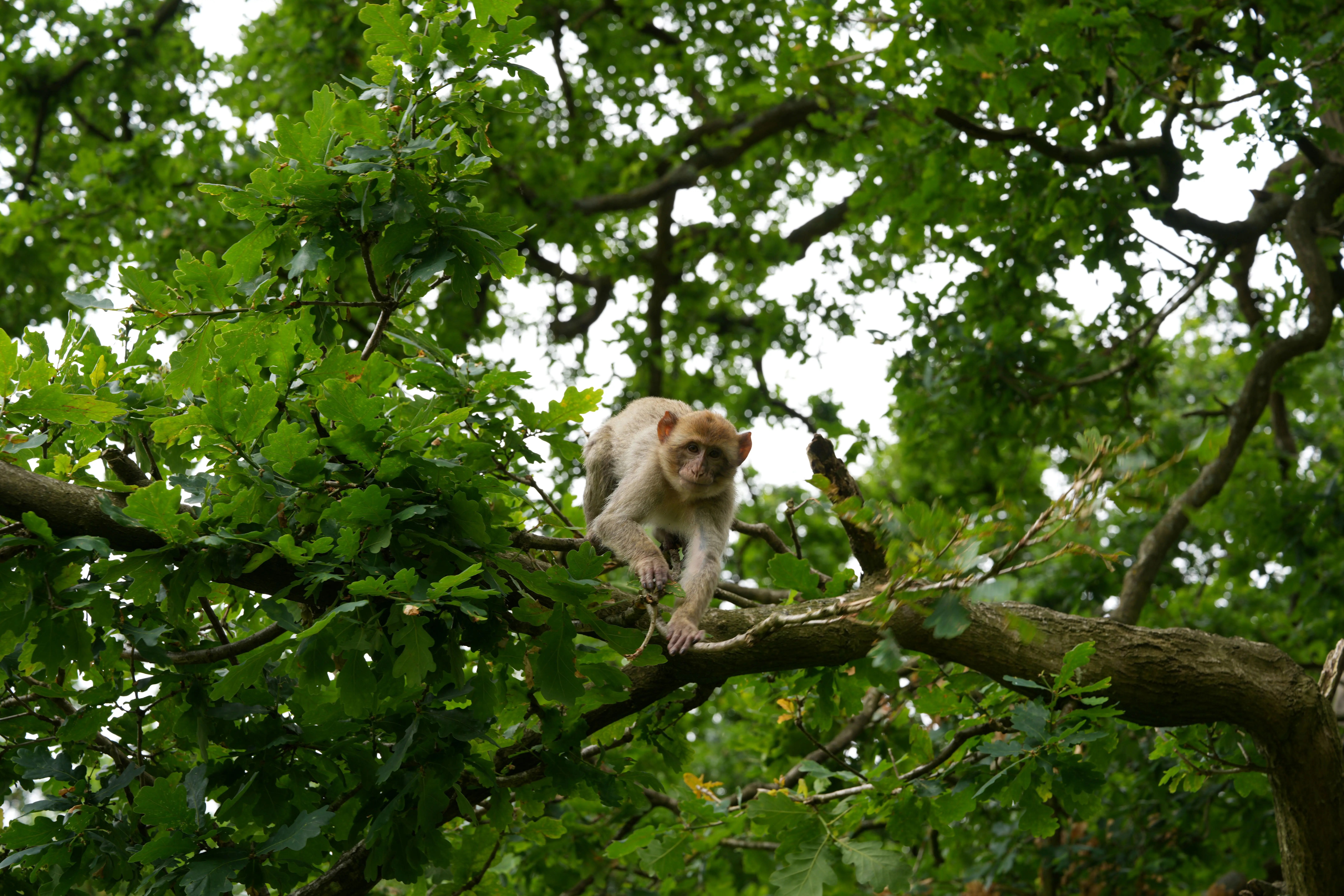 Monkey Webcam - Ultra HD Nature Textures for Desktop