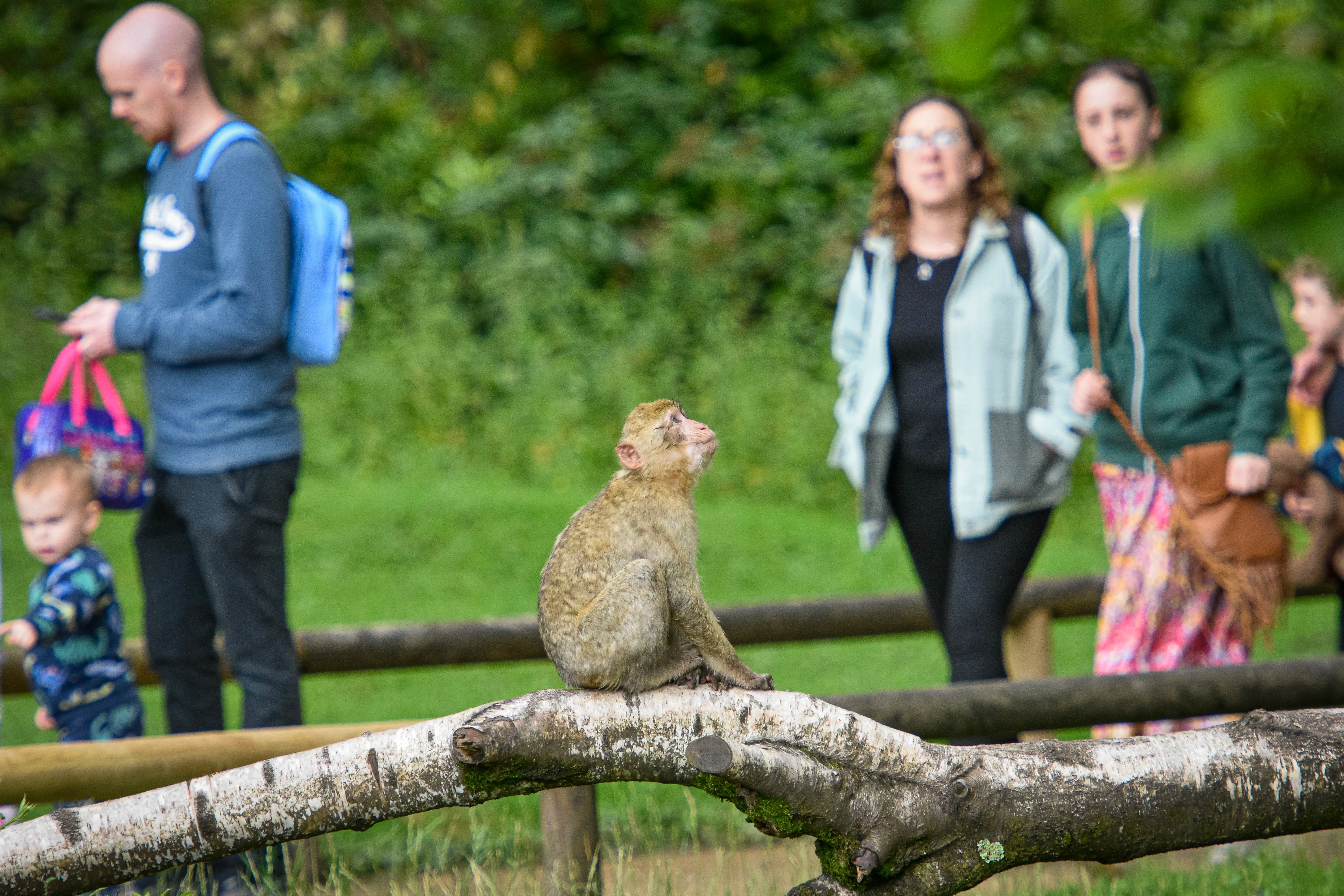 Plan Your Visit Trentham Monkey Forest - Premium Landscape Background Gallery - HD