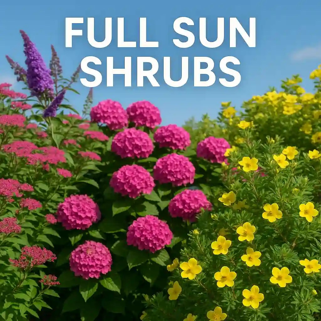 Full sun shrubs