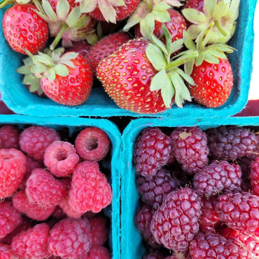 Green Bluff Berries Knapp S U Pick Farm