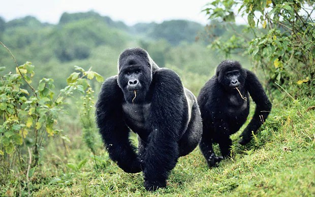 What Is the Congo Basin? A Guide to Its Location, Geography and Global Importance 2
