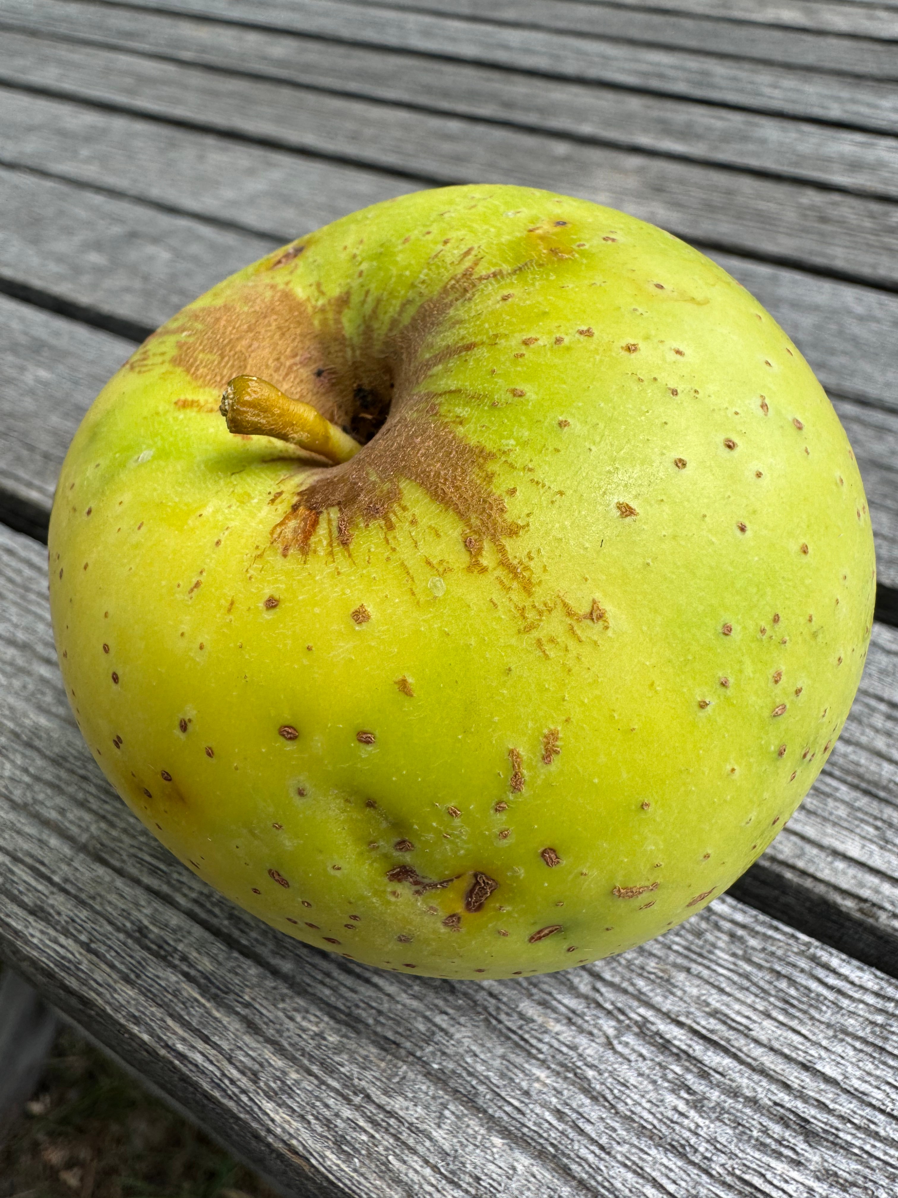 photo of clover group apple