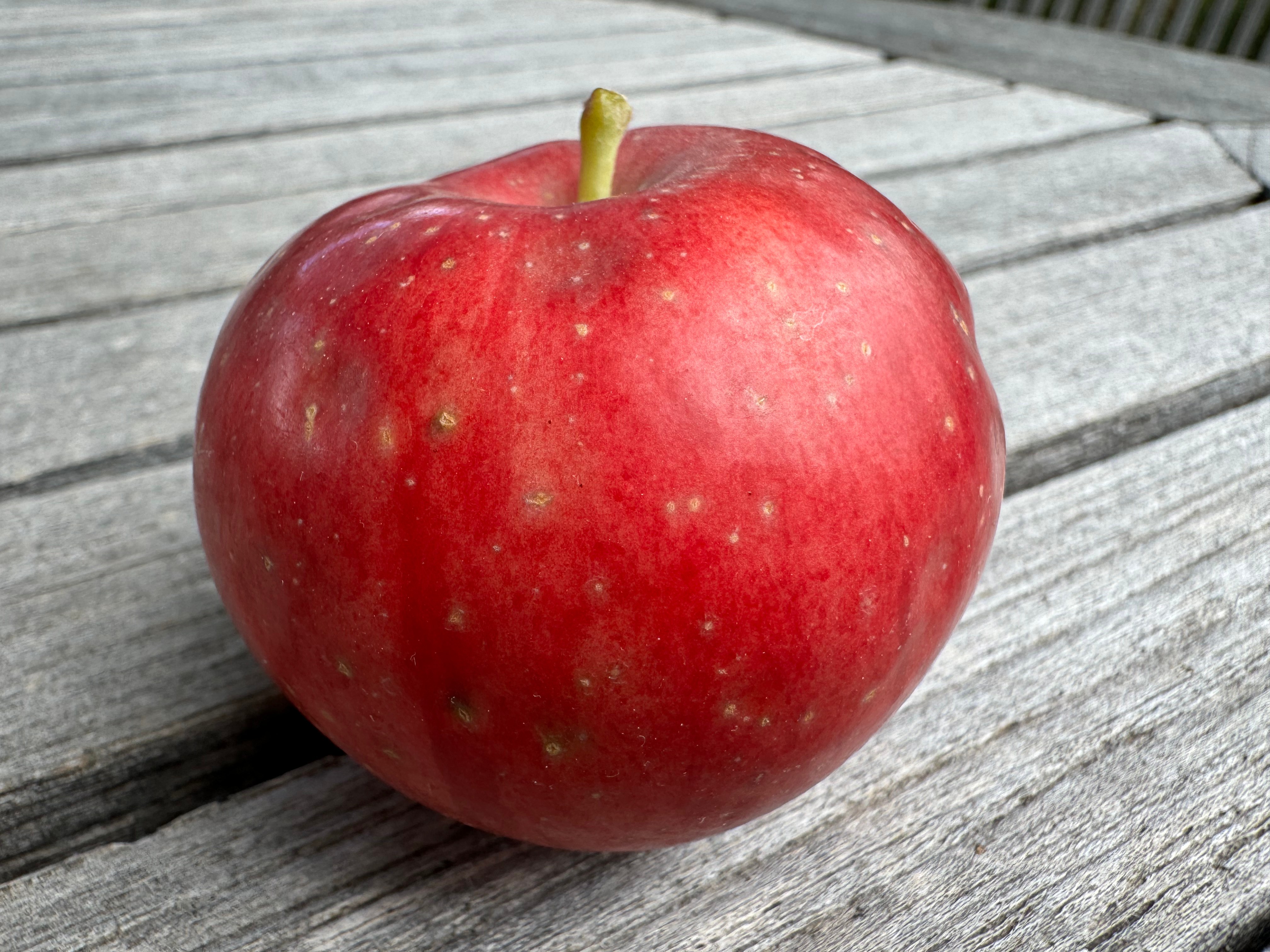 description of Red June apple