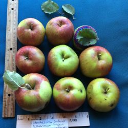 photo of Stark apple
