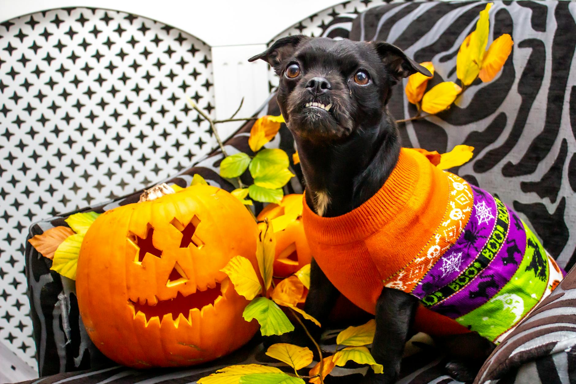a black dog wearing halloween costume