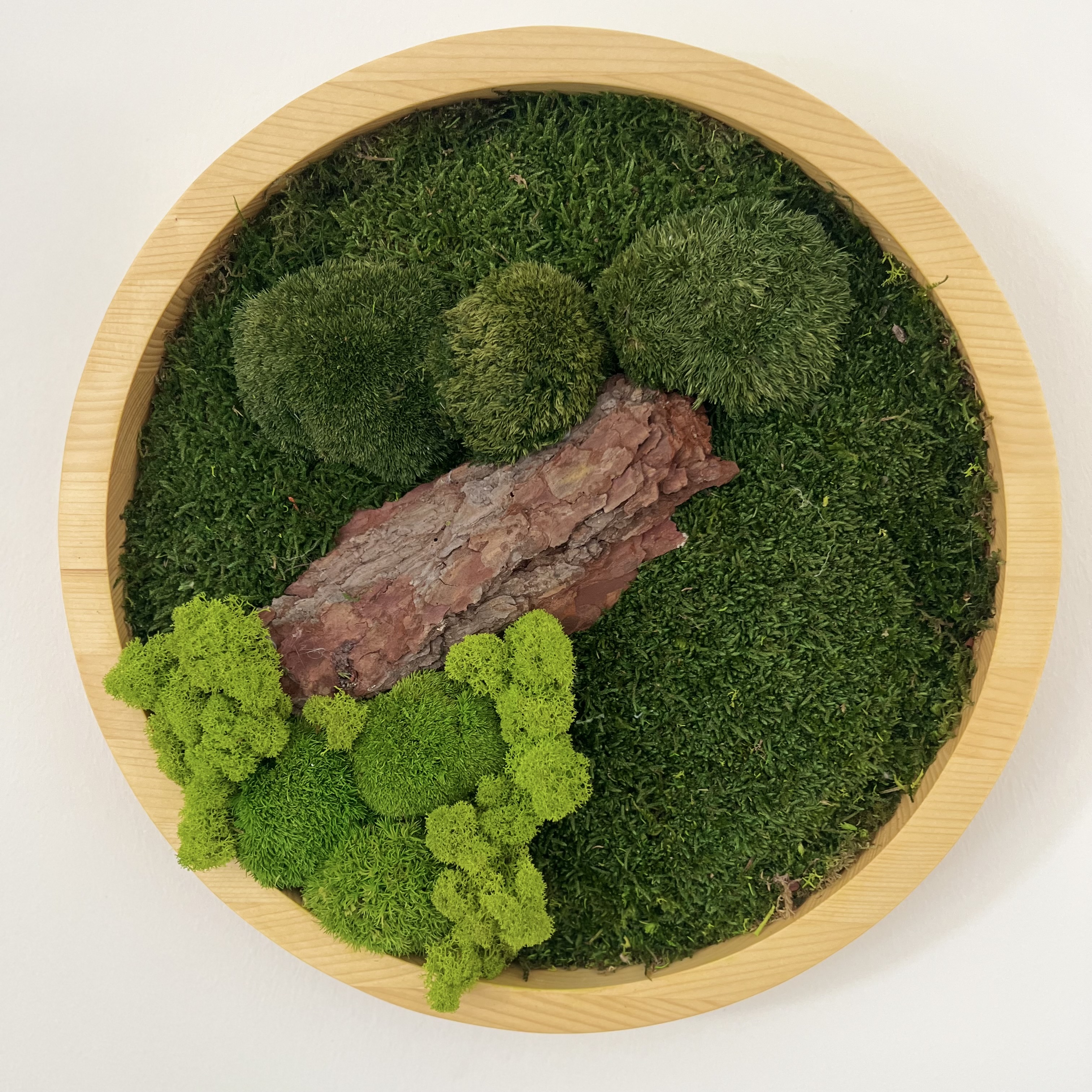 Rundes Moosbild mit Baumrinde