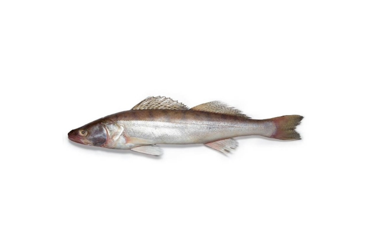 Судак п/ф охлажденный