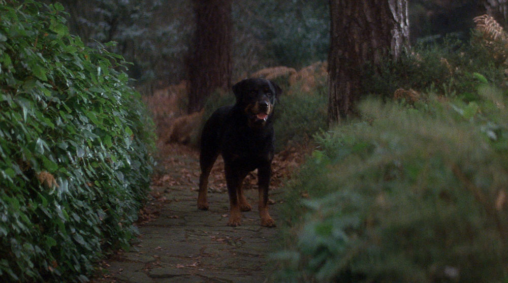 Top Ten Pet Sidekicks In Horror Morbidly Beautiful