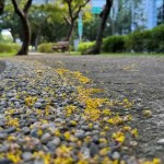 駛入金色時光隧道！敦化南路欒樹盛開　為秋日台北披上黃金甲