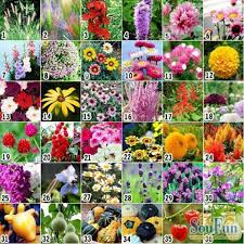 Annual Flower Mix Seed