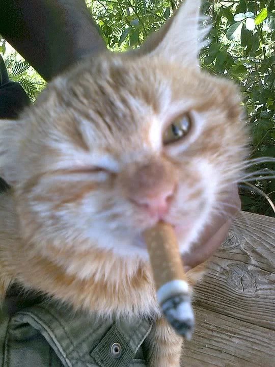 Smokin' cat