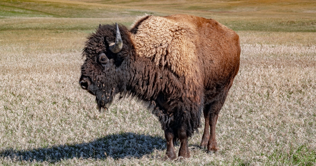 Lamar Valley Yellowstone S Best Wildlife Spot Badlands Bison FB Post 1 