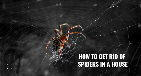 How To Get Rid Of Spiders In A House