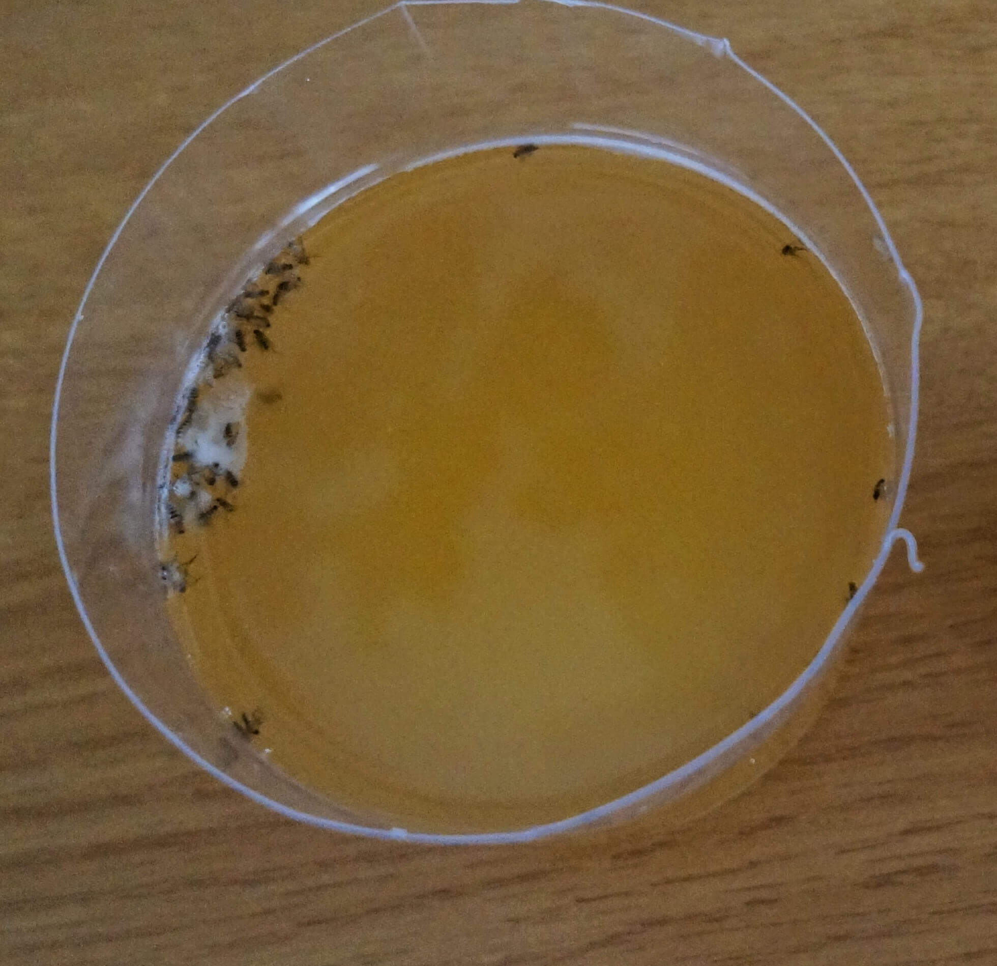 コバエ退治に効果絶大 白だしトラップの作り方とよく効くその効果 広く浅く 時に深く