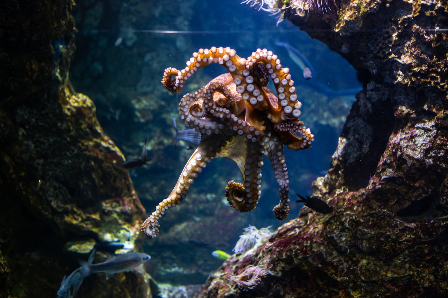 octopus in the water near the coral reefs