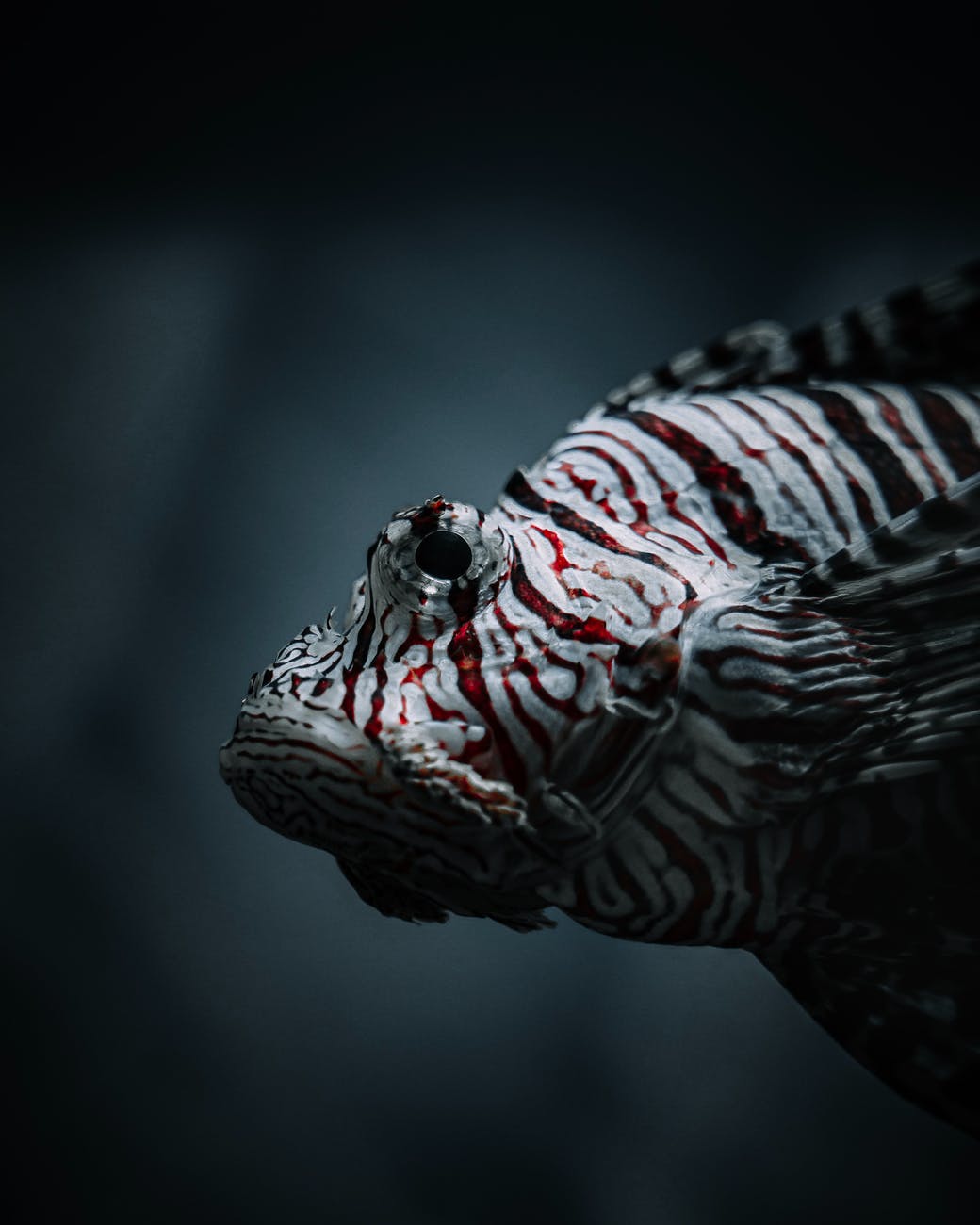 close up photo of white and red fish