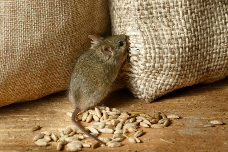 Rodent-free garden: how to get rid of rodents eating your root crops