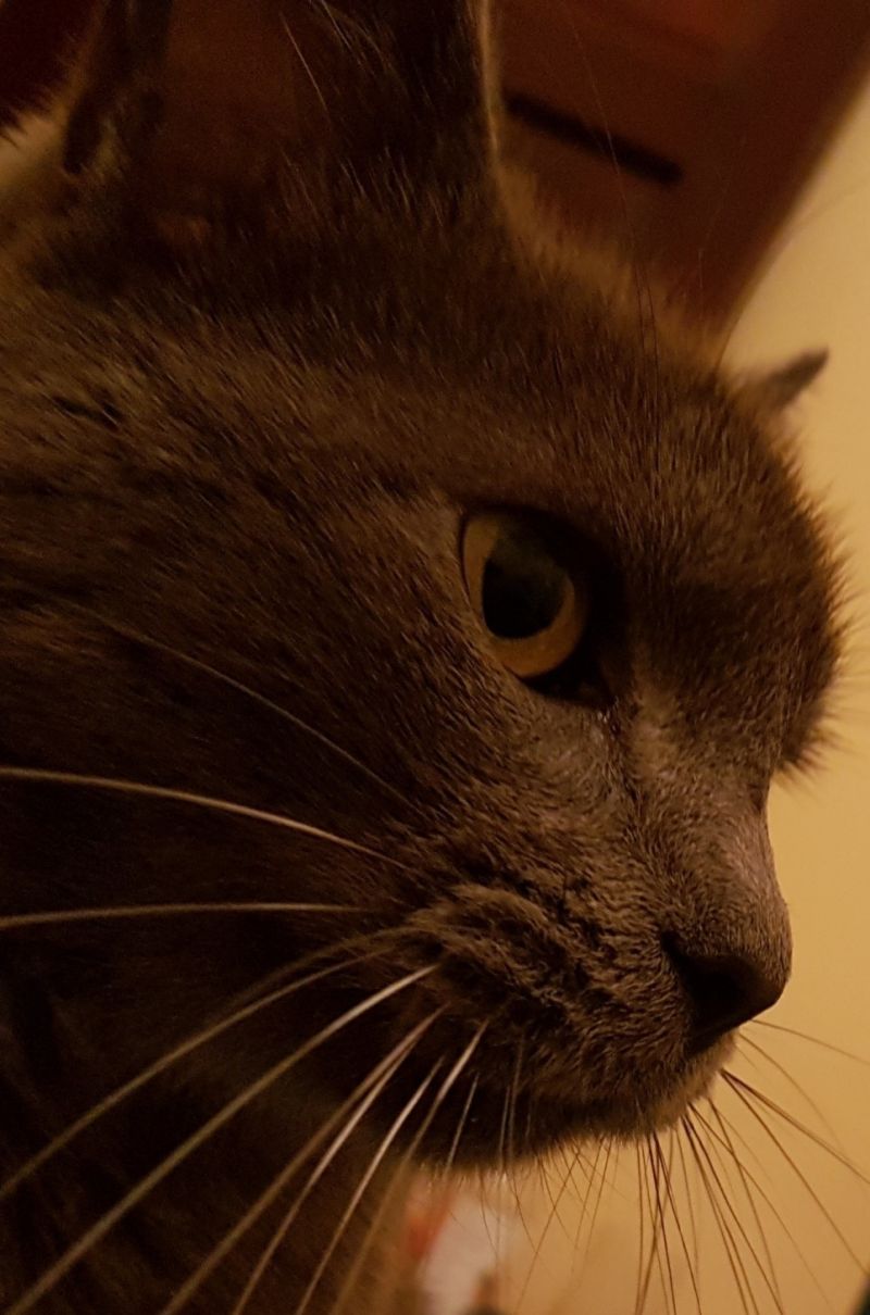 Moro8 Moro Github - Full HD Nature Photos for Desktop