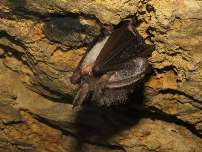 Соляные пещеры в москве с адресами, ☎️ телефонами, ценами, ✉️ отзывами посетителей и фото. Peshera Silikaty