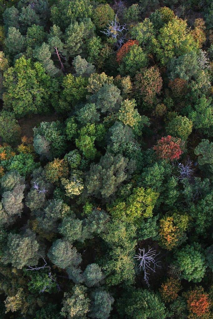 Trees