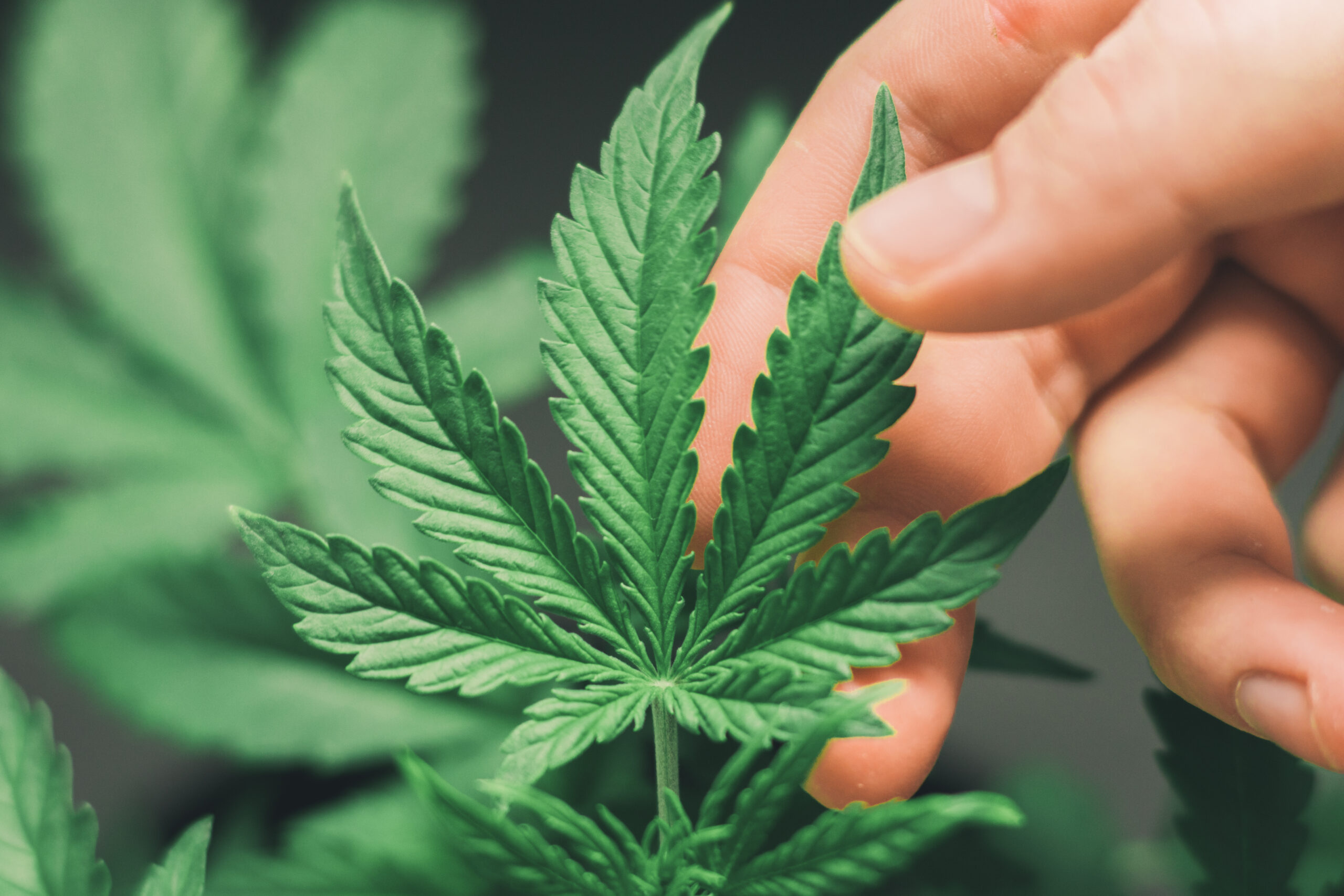 Does More THC Make You Higher?