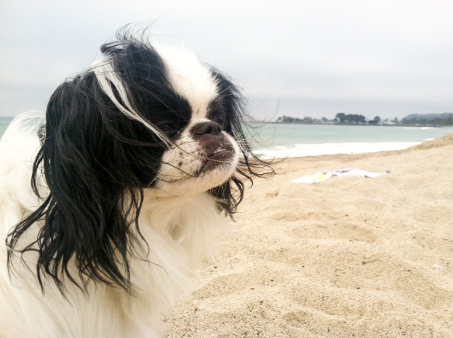Dogs-2