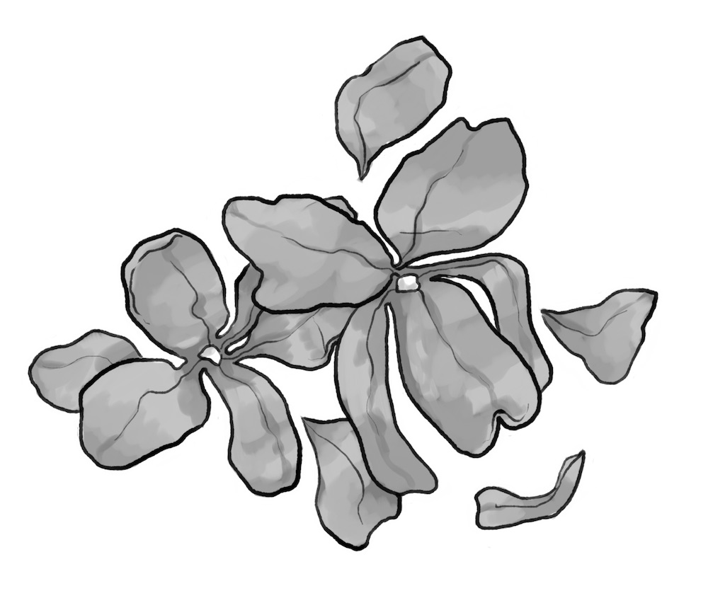 violets