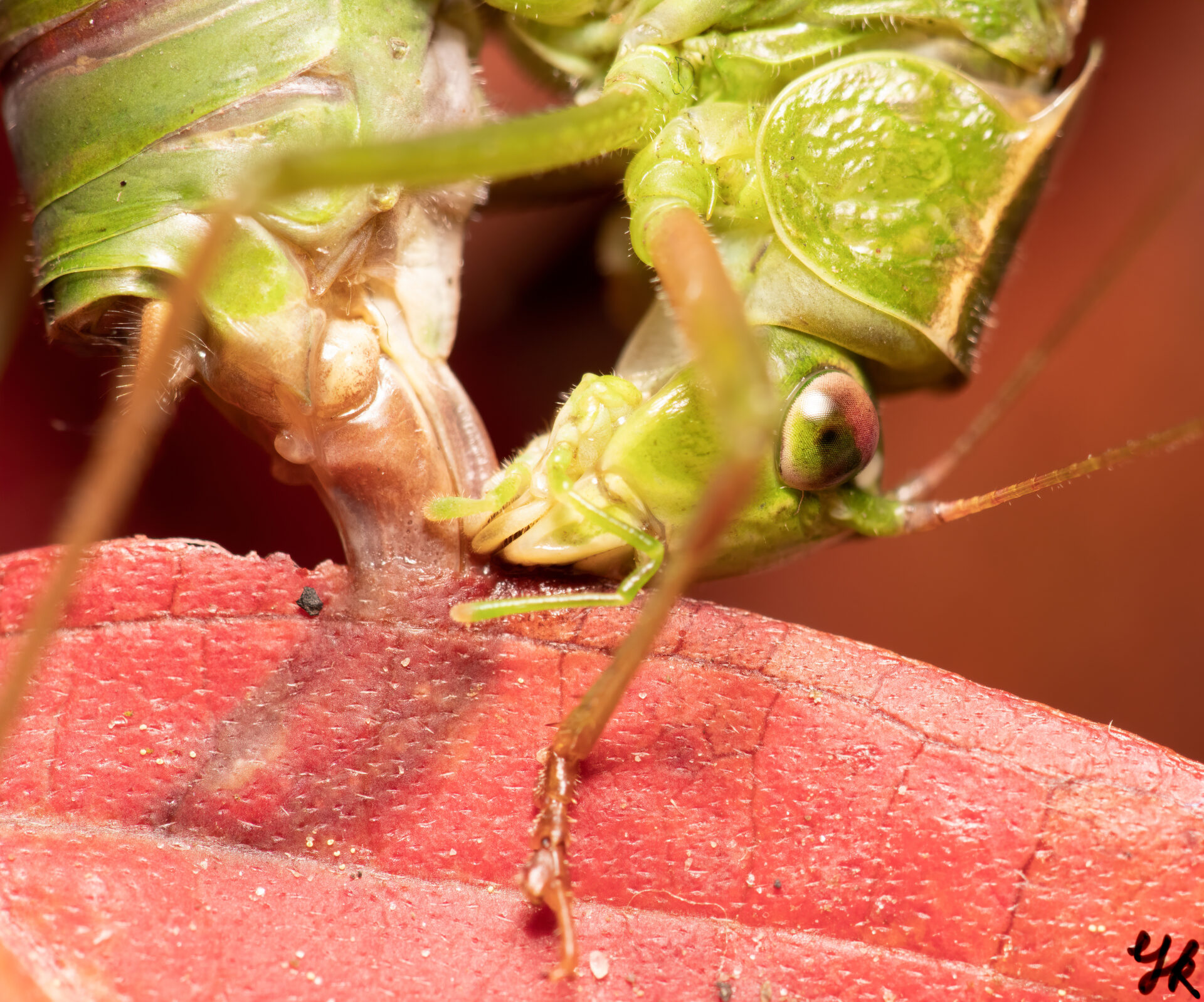 A fork-tailed bush katydid eating a leaf.