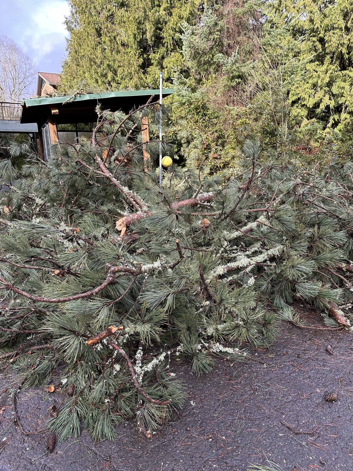 Photo of broken tree on pathway