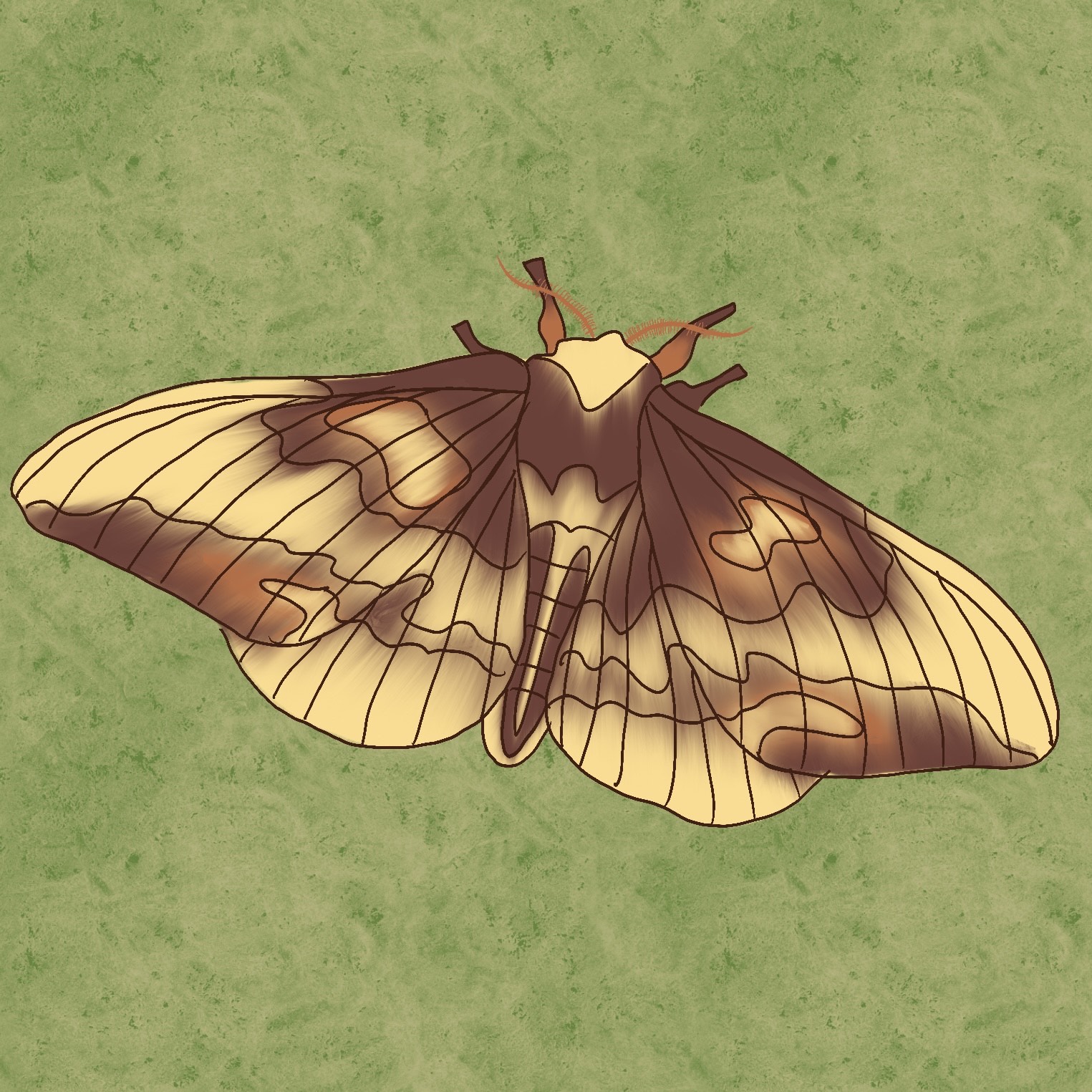 Illustration of a Butterfly