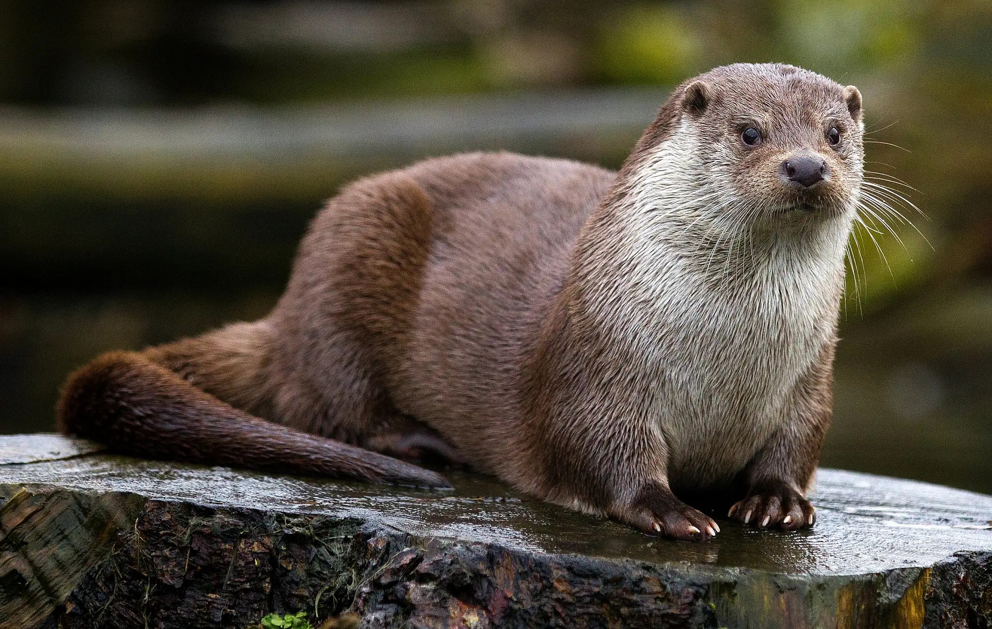Picture of a River Otter