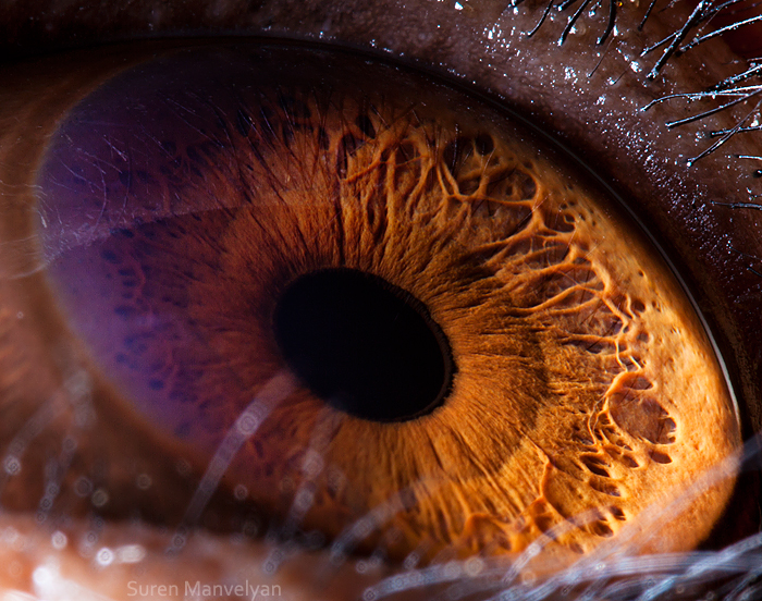 Animal Eyes Beautiful Eeyes  – Suren Manvelyan