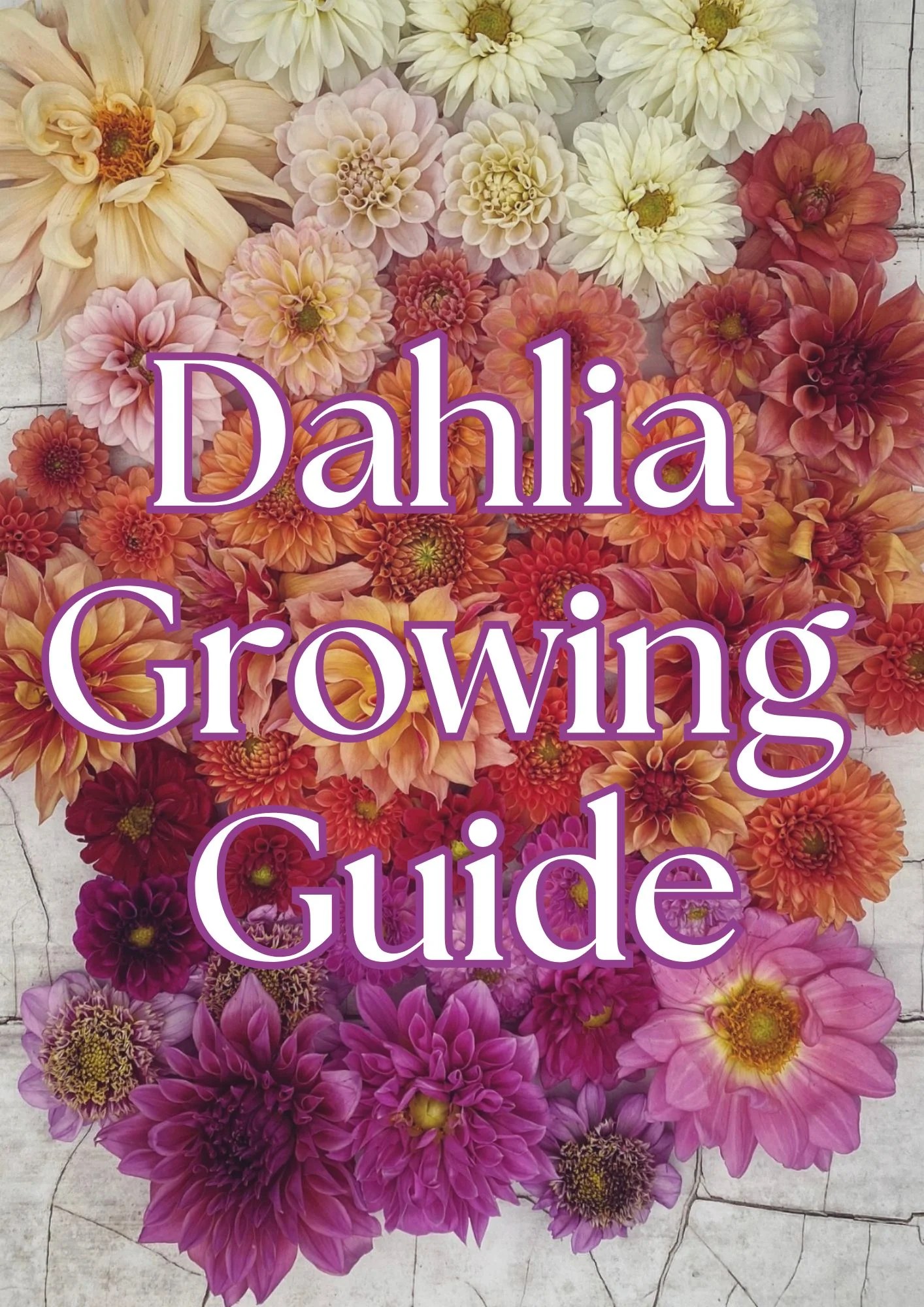 Dahlia Growing Guide Mostly Meg