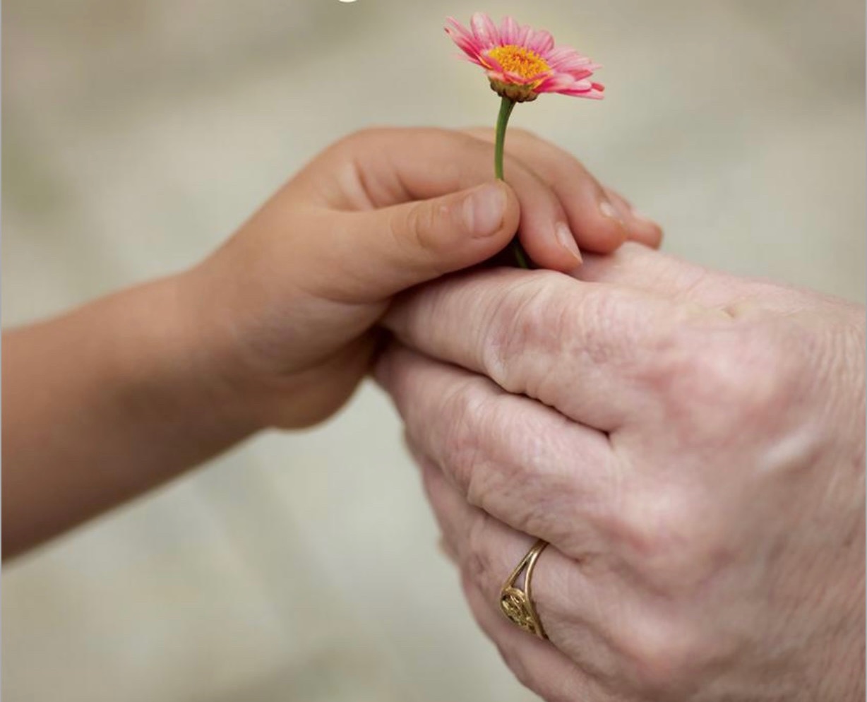 child's hand giving a flower to older person