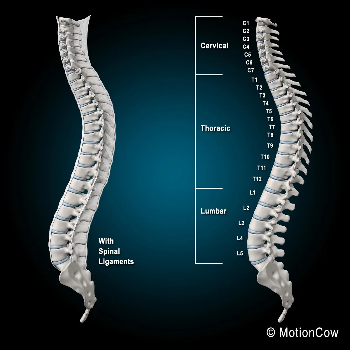 Spine_A-4.jpg?fit=1030,1030&ssl=1