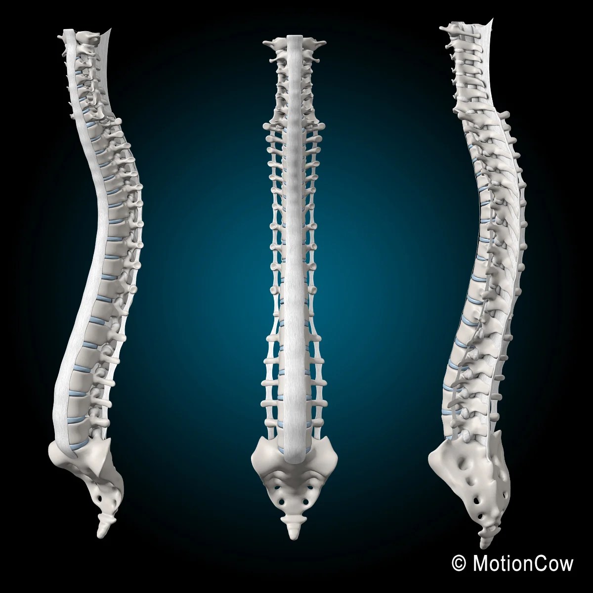 Spine_C-4.jpg?fit=1030,1030&ssl=1