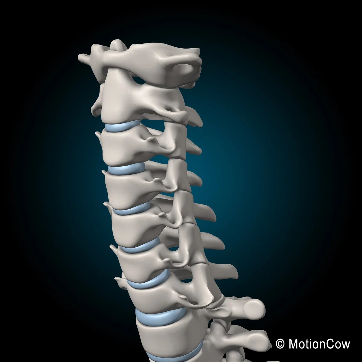 Spine Ultimate – MotionCow