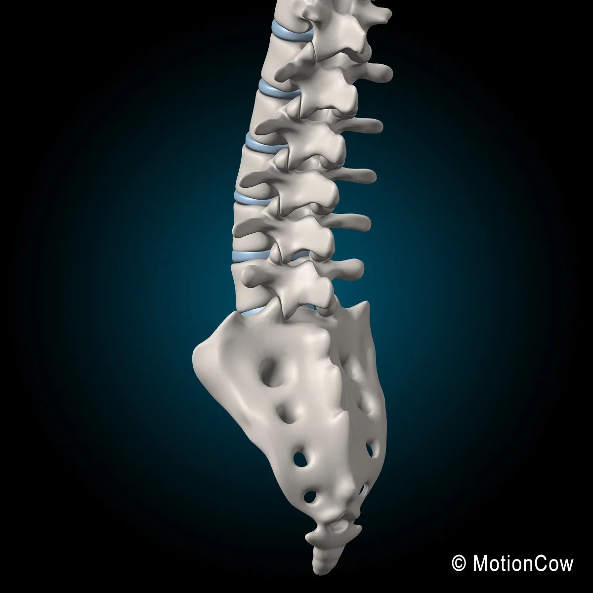 Spine Ultimate – MotionCow