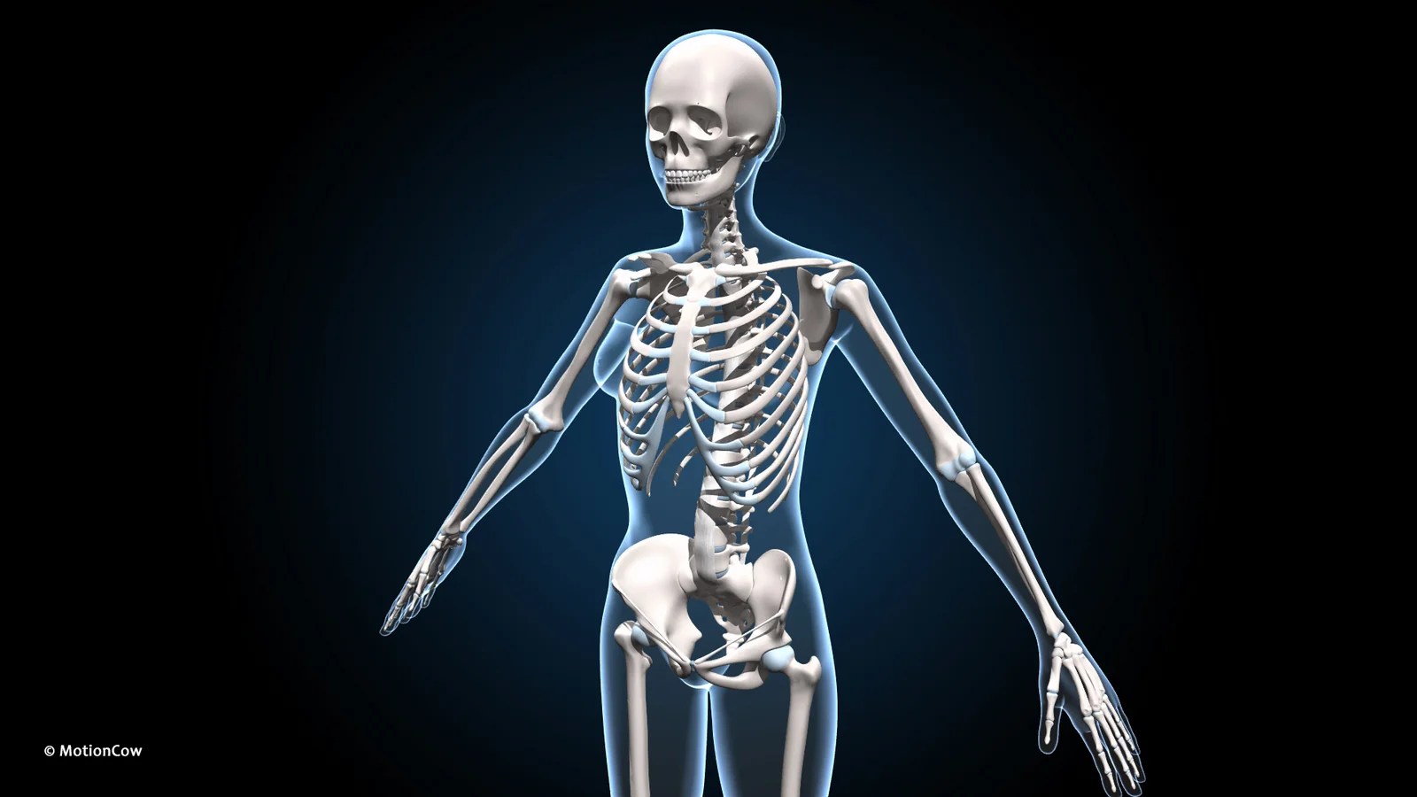Female Skeleton (Advanced Rig) – MotionCow