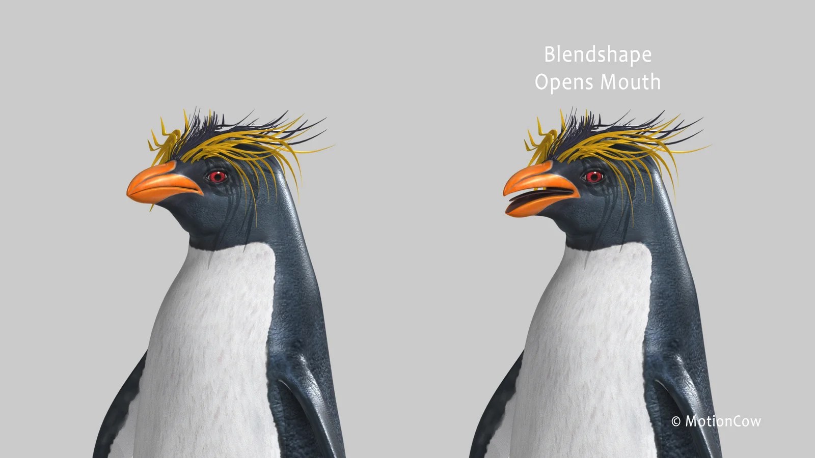 Rockhopper Penguin – MotionCow
