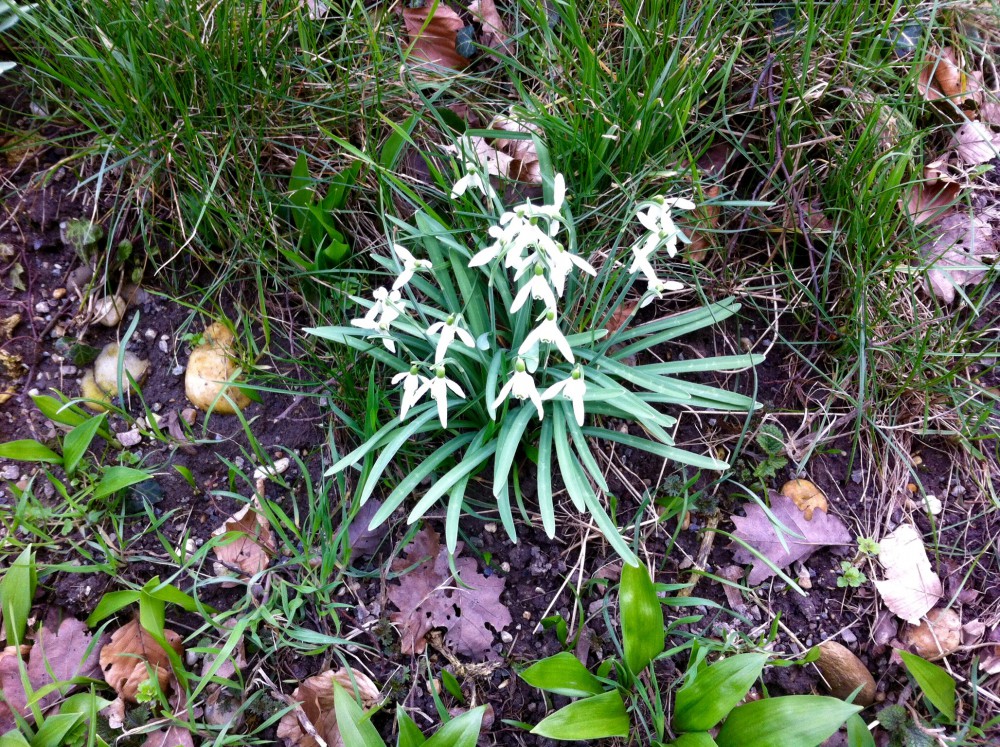 Schneeglöckerl im Leithagebirge
