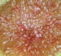 Conadria pulp - tannin berry