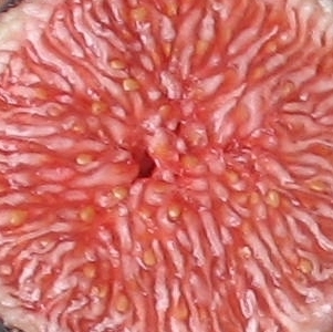 Ronde de Bordeaux pulp - resin berry