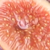 LSU Tiger pulp - sugar berry