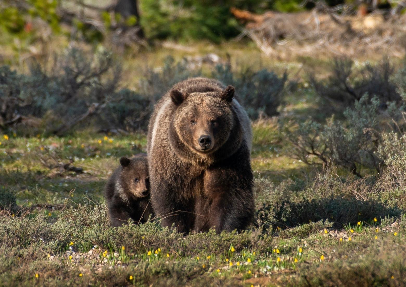 Famous Jackson Hole Grizzly 399 Wows Again, But Now What? Famous Jackson Hole Grizzly 399 Wows Again, But Now What?