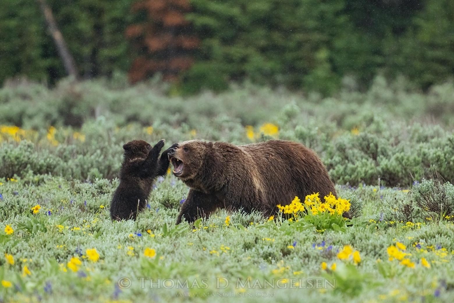 Grizzly 399 And Cub—An Update From Jackson Hole